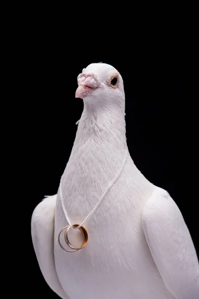 White Pigeon Wedding Rings Isolated Black Background — Stock Photo, Image