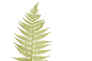 Yeşil fern izole üzerinde beyaz arka plan bırakır. Fern yeşil fışkın.