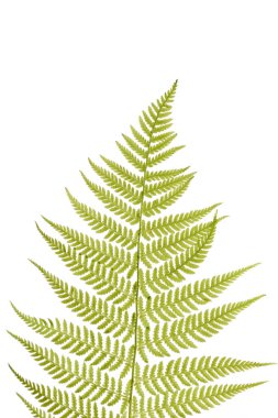 Yeşil fern izole üzerinde beyaz arka plan bırakır. Fern yeşil fışkın.