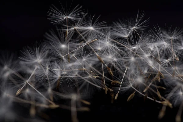 Many dandelion seeds on a black background. Many dandelion seeds, close-up flower feather.