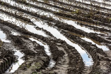 Su ortasında tarım bitkileri su bastı. Patates ürün hasar.