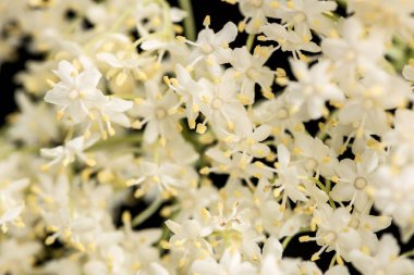 Yakın çekim yaşlı siyah arka plan, üzerine çiçek kullanılan en sık medicinally. 