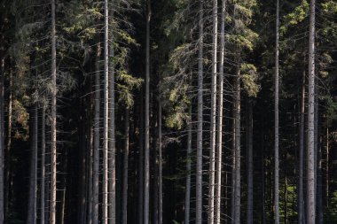 Arka plan için çam ormanı. Düz ağaç gövdeleri.