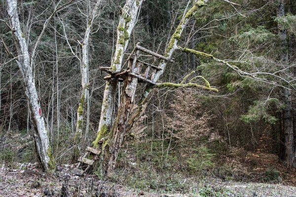 Tour Chasse Vieille Tour Chasse Sur Arbre Forêt — Photo