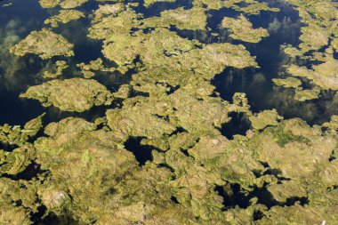 Yosun ile durgun su arka plan.