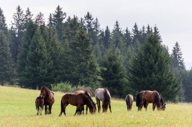 Transylvania dağlarında serbest mera üzerinde atlar. Ücretsiz aralığa atlar.