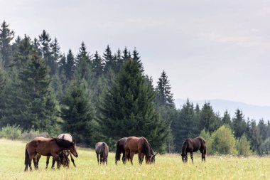 Transylvania dağlarında serbest mera üzerinde atlar. Ücretsiz aralığa atlar.