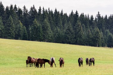 Transylvania dağlarında serbest mera üzerinde atlar. Ücretsiz aralığa atlar.