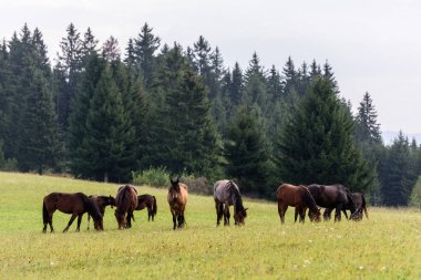 Transylvania dağlarında serbest mera üzerinde atlar. Ücretsiz aralığa atlar.