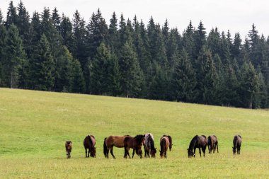 Transylvania dağlarında serbest mera üzerinde atlar. Ücretsiz aralığa atlar.
