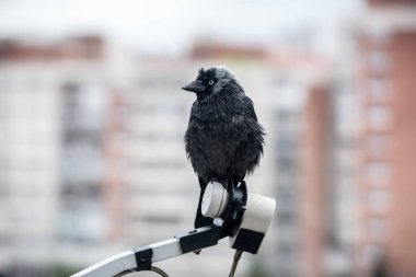 Jackdaw şehirde bir uydu anteninin üzerinde oturuyor, bulanık arka plan. Kentsel Jackdaw.