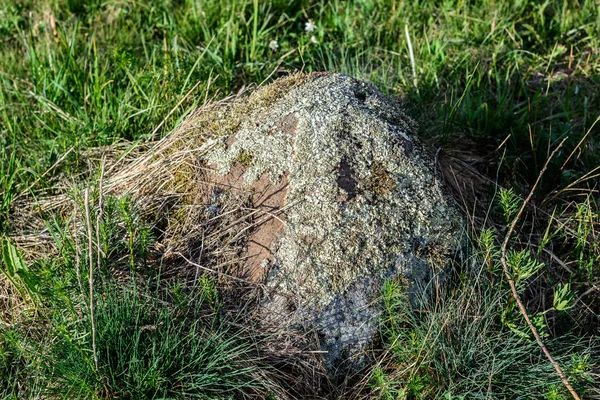 Patterns Foliose Lichen Flavoparmelia Caperata Natural Stone Close Pierre Naturelle — Photo