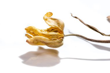 Beyaz arka plan üzerinde kurutulmuş sarı lale çiçeği. Solan çiçek.