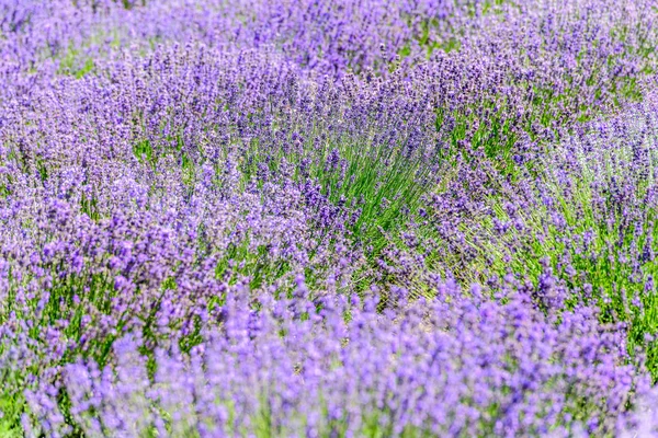 Planta Lavanda Creciendo Campo Verano Para Fondo —  Fotos de Stock