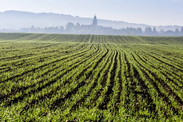 Grüner Winterweizen Reihen Mit Dorfsilhouette Hintergrund Grüner Winterweizen Landwirtschaftlicher Bereich — Stockfoto