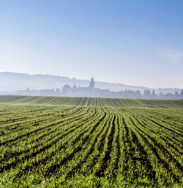 Grüner Winterweizen Reihen Mit Dorfsilhouette Hintergrund Grüner Winterweizen Landwirtschaftlicher Bereich — Stockfoto