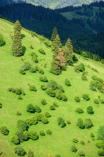 Landscape of fresh green hills in carpathian mountains in spring sunny day. Green spring hills.