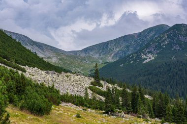 Taş çığ. Ağaçları ve kayaları olan yüksek bir dağ yamacı. Taş çığ.