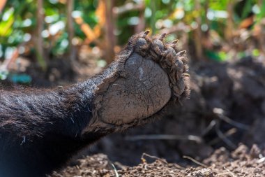 Ölü Ayı Sırtüstü Bacakları Kalkık Uzanıyor. Sırtüstü uzanmış vahşi, ölü bir ayı. Bacakları yukarıya dönük. Açık havada çekilmiş. Romanya 'daki ayılarla ilgili sorunları yansıtan muhtemelen bir zehirlenme kurbanı.