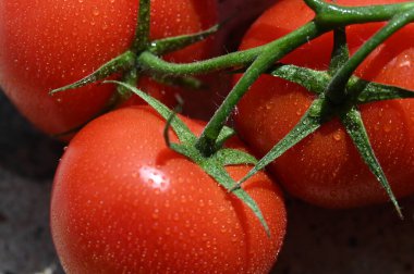 Bahçedeki taze kırmızı domatesler.