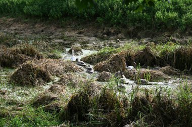 Güneş ışığının altındaki bir tarlada yeşil çimlerin yakın çekimi.