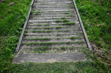 Ormanda ahşap merdiven