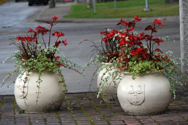 Tencerede iki kırmızı çiçek