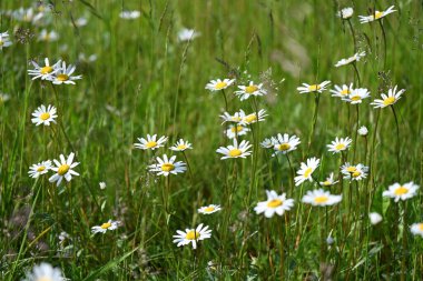 Yazın papatya tarlası