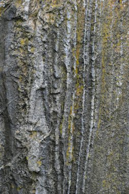 Ağaç kabuğunun doğal arkaplan olarak kullanımı