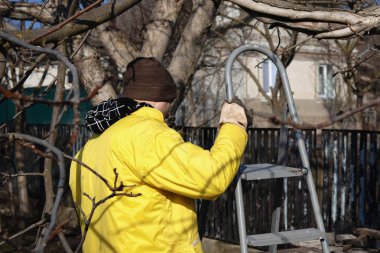Adam bir merdiven ağaçları kesmek için yığar. Erken ilkbaharda ağaçların budama