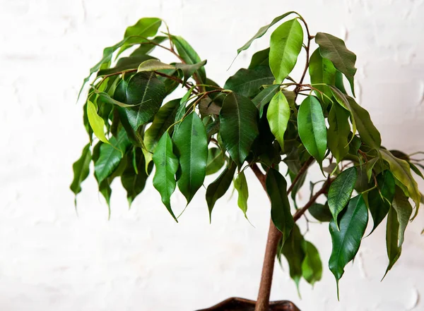 Ficus benjamin on a white background. House plants — Stock Photo, Image