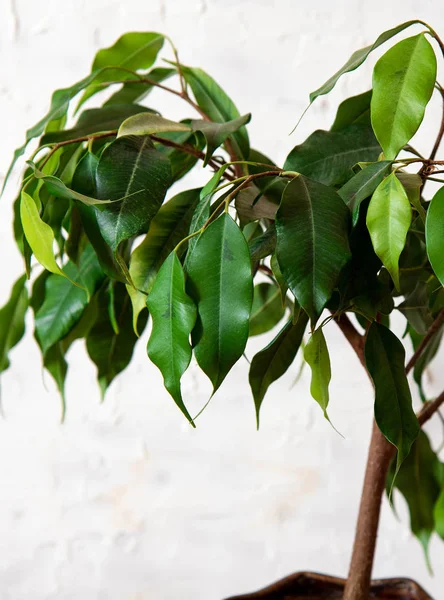 Ficus benjamin on a white background. House plants — Stock Photo, Image