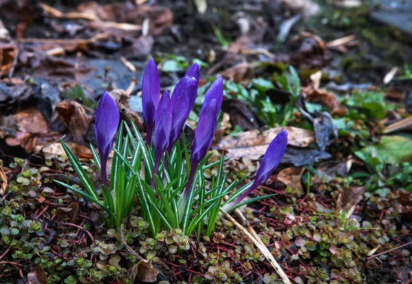 Flores de cocodrilo violeta florecieron en el bosque a principios de la primavera — Foto de Stock