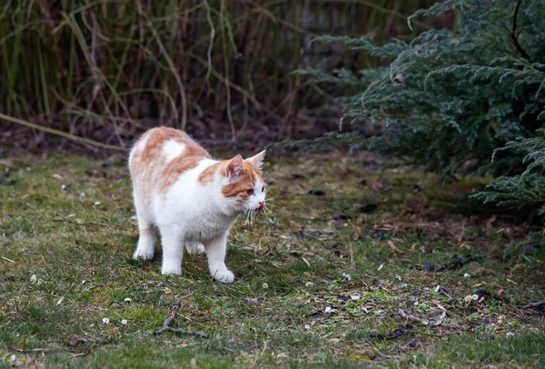 Blanco y amarillo gato doméstico adulto de pie en la hierba y mirando hacia el lado derecho — Foto de Stock