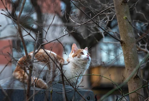 El gato se sienta en la valla y caza a los pájaros — Foto de Stock