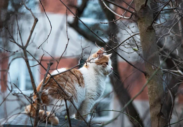 El gato se sienta en la valla y caza a los pájaros — Foto de Stock