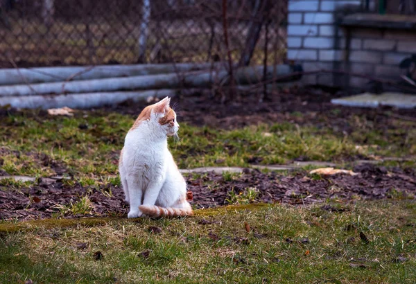 Weiße und gelbe erwachsene Hauskatze, die im Gras sitzt und nach rechts schaut — Stockfoto