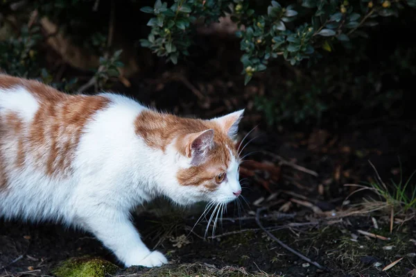 El gato se esconde bajo el arbusto y busca un ratón. — Foto de Stock