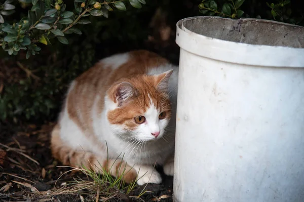 Un gato se esconde detrás de un cubo y busca un ratón — Foto de Stock