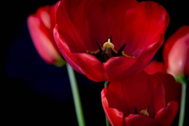 Siyah arka planda çiçek açan kırmızı laleler