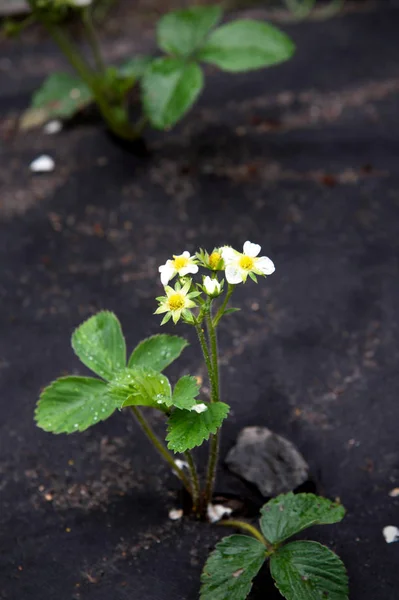 Strawberry plant. Blossoming of strawberry. Strawberries in growth at garden — Stock Photo, Image