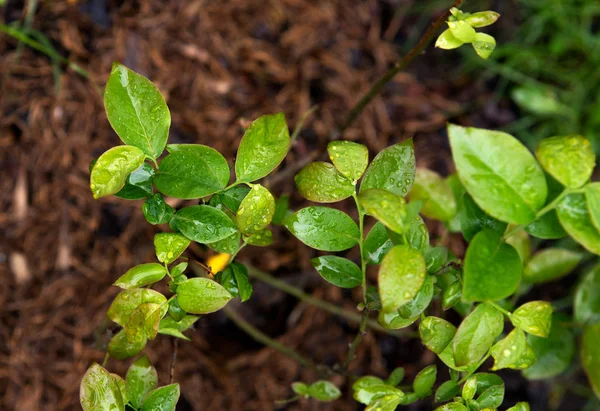 Young green blueberry bush in early spring — Stock Photo, Image