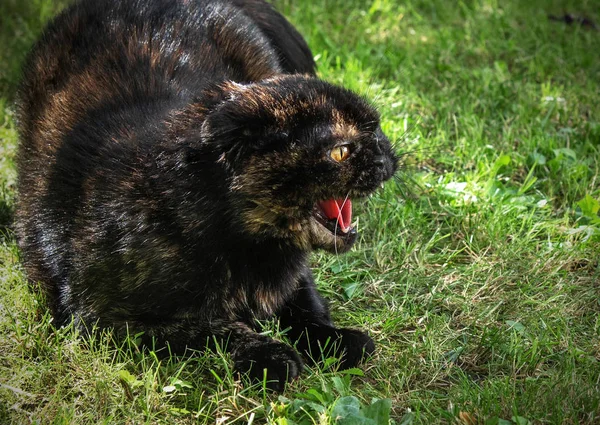 Oscuro escocés plegable gato enojado silbido gato mostrando su dientes — Foto de Stock