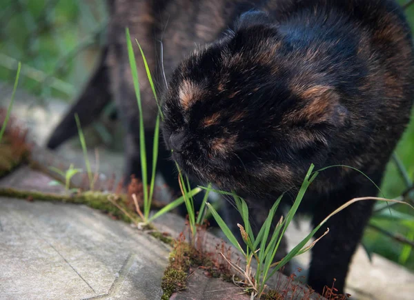 Gato pliegue escocés oscuro come hierba en el jardín. Hierba para un sistema digestivo saludable para gatos — Foto de Stock