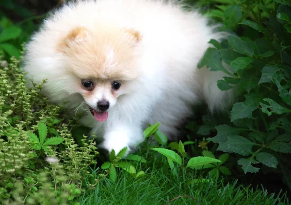 Small Pomeranian puppy sitting in the green grass — Stock Photo, Image