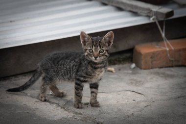 Sevimli küçük gri tekir kedicik duruyor ve bakıyor