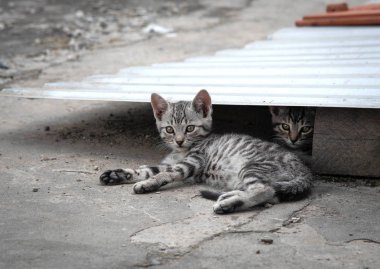 Sevimli küçük gri tekir kedicik dinleniyor.