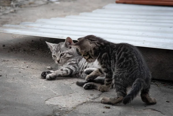 Adorable two kittens playing outdoors. Kittens outdoor