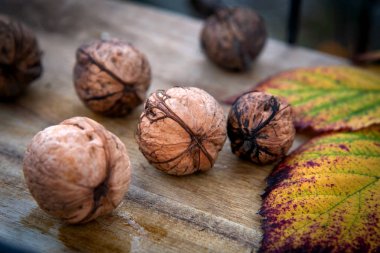 Sonbahar hasadı. Ağaç yaprağıyla olgun cevizler. Tahta tepside, açık havada.