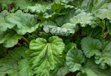 Olgun ravent bahçede yetişir. Bir sürü ravent..